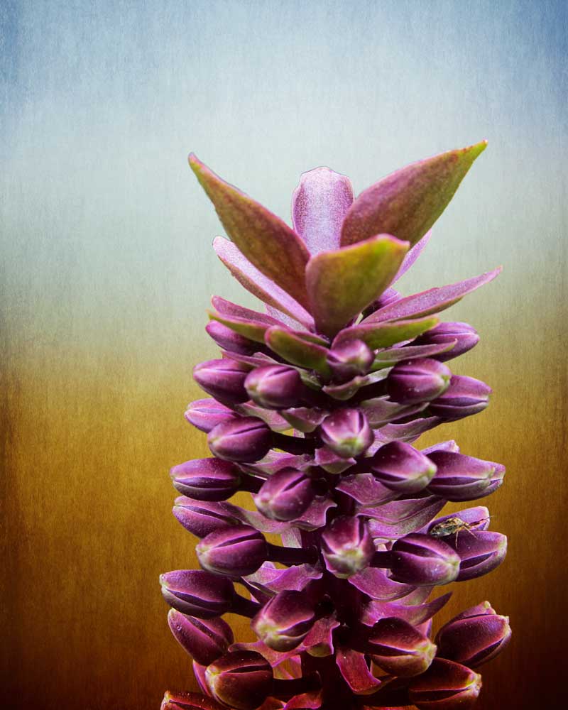 Happy Purple Pods - Flowers - Amazing Pictures by Michael Taggart Photography
