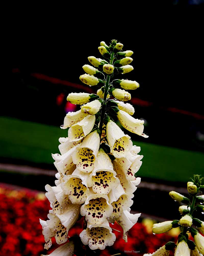 White Bells - Flowers - Amazing Pictures by Michael Taggart Photography