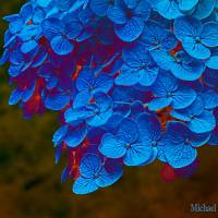 Blue Gold - Amazing Pictures Flowers by Michael Taggart Photography