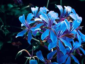 Blue Sisters - Flowers - Amazing Pictures by Michael Taggart Photography