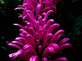 Candy Cane Flowers - Flowers - Amazing Pictures by Michael Taggart Photography