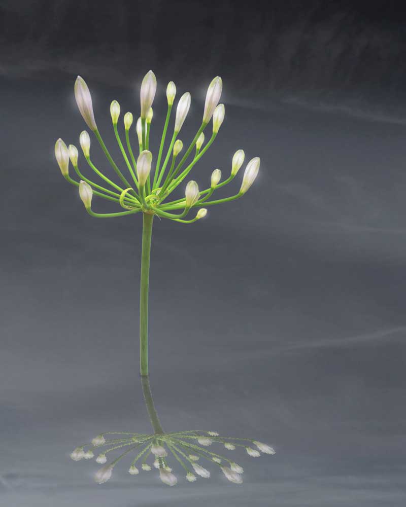 Dream Light - Flowers - Amazing Pictures by Michael Taggart Photography
