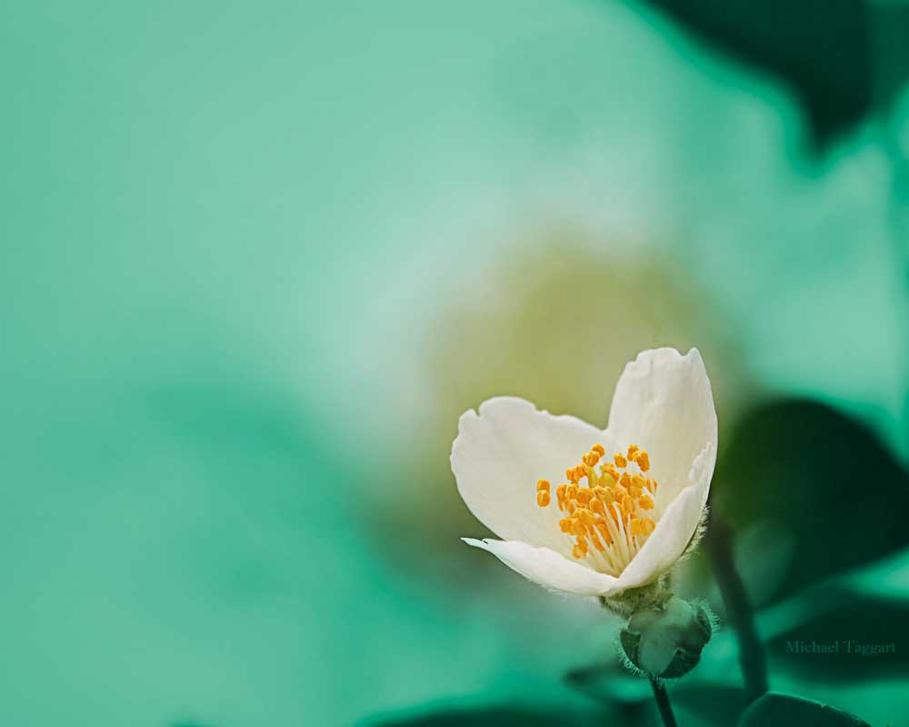 This Little Light - Flowers - Amazing Pictures by Michael Taggart Photography
