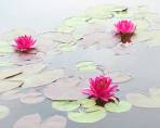 Water Lilies in the Morning - Flowers - Amazing Pictures by Michael Taggart Photography