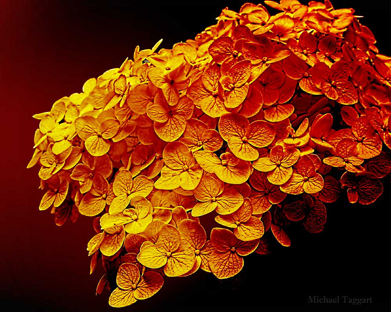 Midas Blossoms - Flowers - Amazing Pictures by Michael Taggart Photography