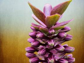 Happy Purple Pods - Flowers - Amazing Pictures by Michael Taggart Photography