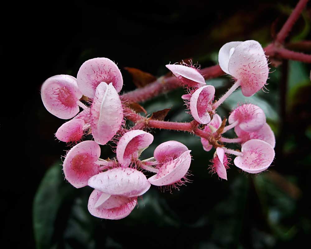 Pink Jellyfish Plant - Flowers - Amazing Pictures by Michael Taggart Photography