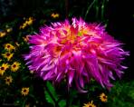 Purple Flames and Black Eyes - Flowers - Amazing Pictures by Michael Taggart Photography