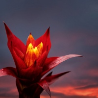 Morning Fire - Amazing Pictures Flowers by Michael Taggart Photography
