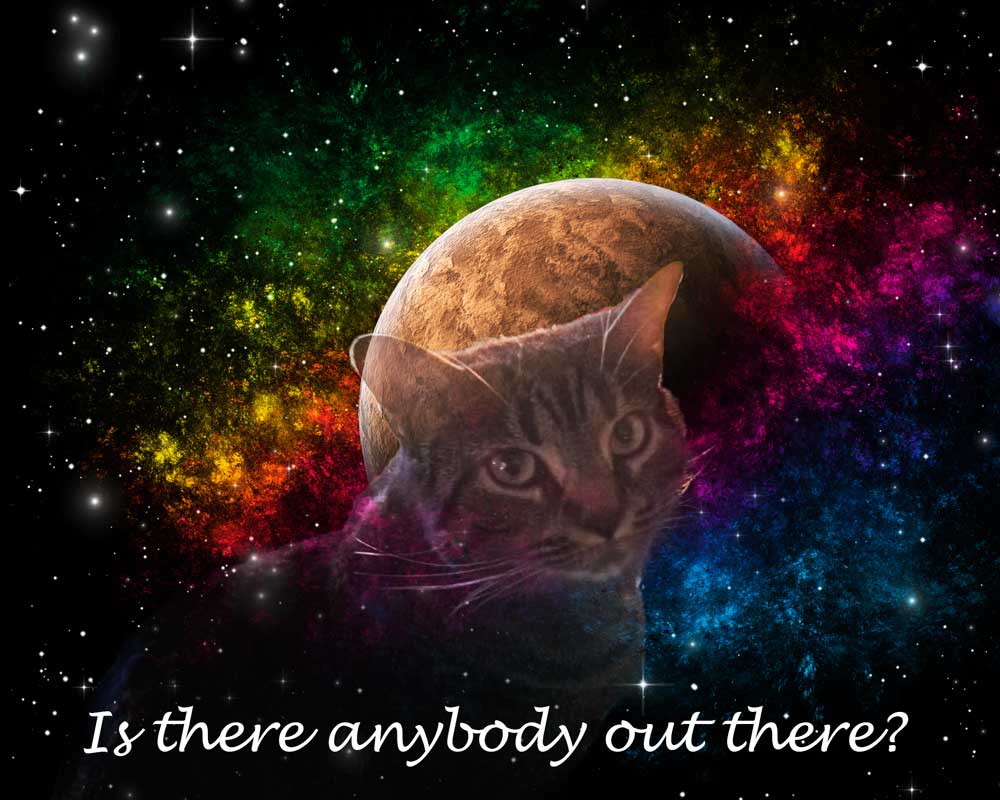 Is There Anybody Out There - cats - Amazing Pictures by Michael Taggart Photography