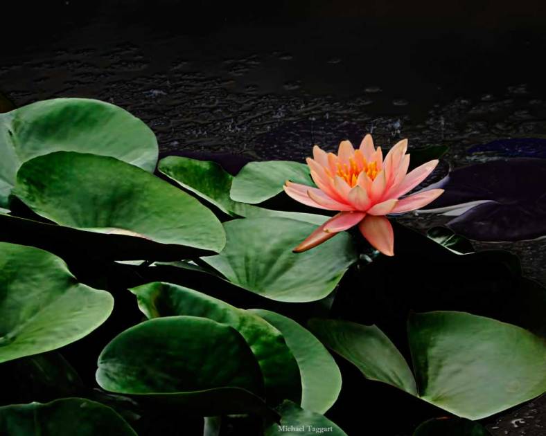 Old Black Water  - Flowers - Amazing Pictures by Michael Taggart Photography