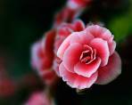 Pink Princess - Flowers - Amazing Pictures by Michael Taggart Photography