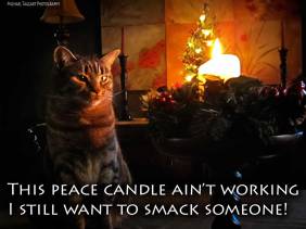 Peace Candle - Cats - Amazing Pictures by Michael Taggart Photography